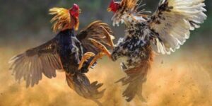 Đá Gà Tre – Cách Cá Độ Đá Gà Tre Online Dành Cho Tân Thủ