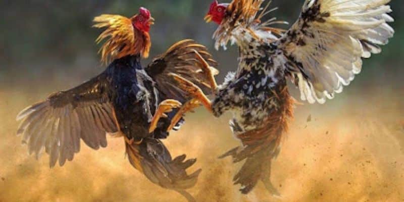 Đá Gà Tre – Cách Cá Độ Đá Gà Tre Online Dành Cho Tân Thủ