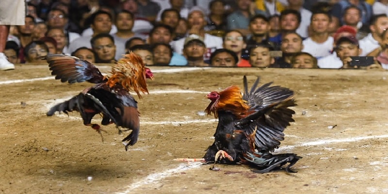Chơi ngay đá gà tre nhận thưởng lớn